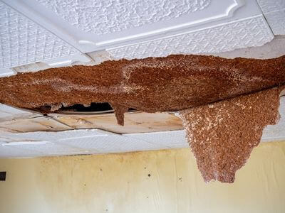 Professional water damage repair services in Stonewall